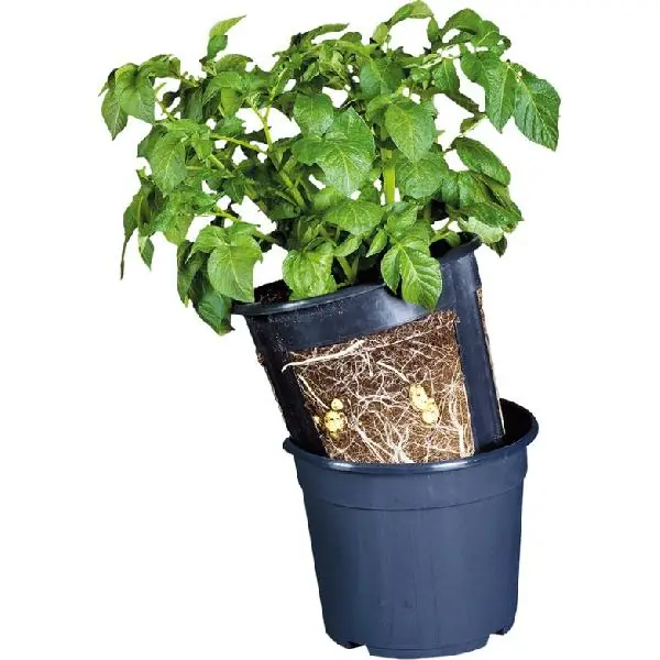 AARDAPPELKWEEKPOT - Snelle levering