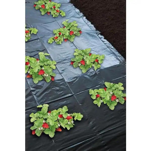 AARDBEIENFOLIE MICRO GEPERF. 1,4X10MTR 6030224 | Speciale deal