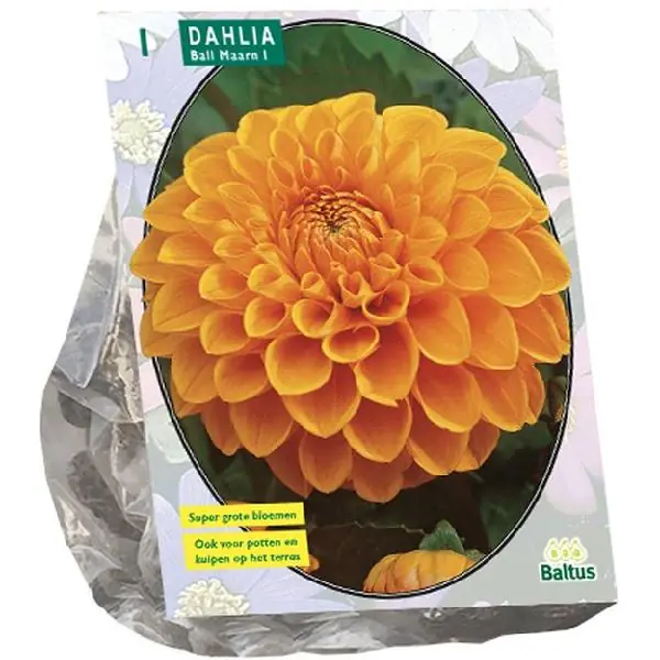 DAHLIA BALL MAARN PER 1 | Actie