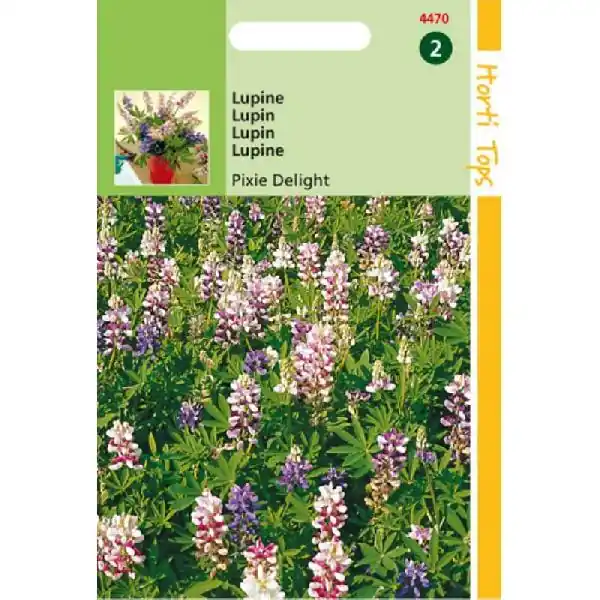 HT LUPINUS, LUPINE PIXIE DELIGHT GEMENGD - Prijs verlaagd