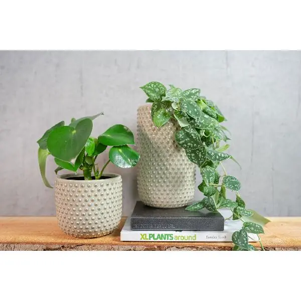 Pot Bolino mint D18-H15 - Nieuw in het assortiment